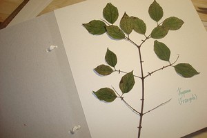 Как гладить листья утюгом – создаем прекрасный гербарий своими руками